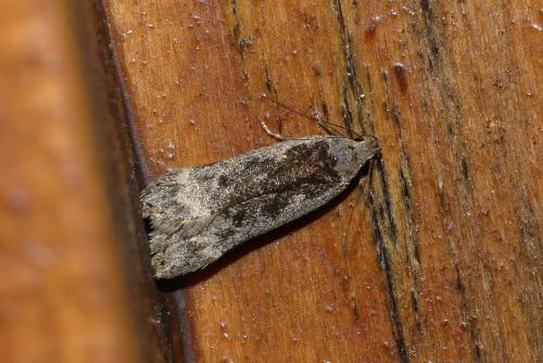 Anacampsis (populella-blattariella)